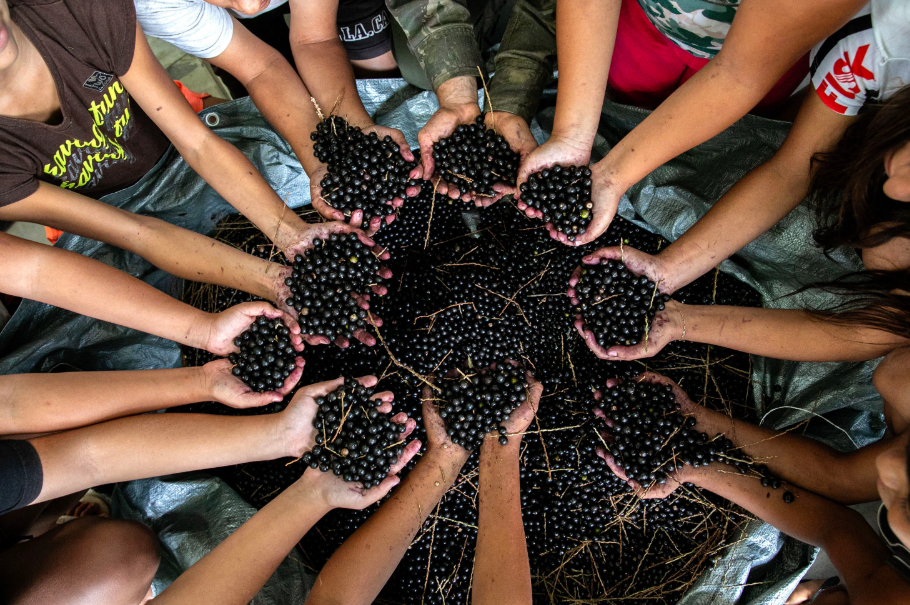 Los Beneficios del Açaí para la Salud: Una Joya de la Selva Amazónica
