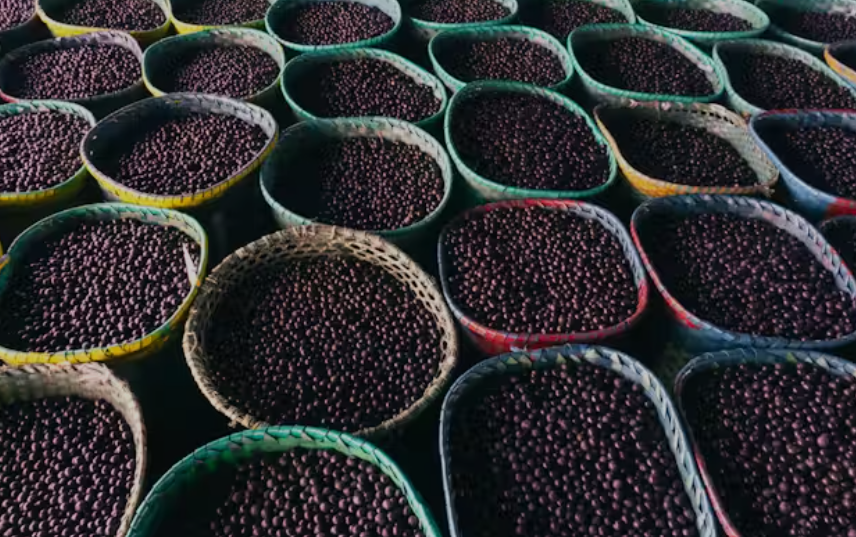 Açaí Sostenible: El Impacto de su Producción en la Amazonía